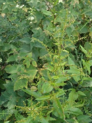 photo of Clustered Dock
