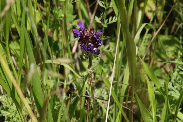 photo of Selfheal