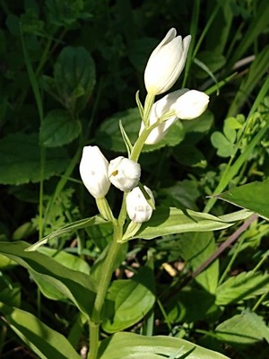 photo of White Helleborine