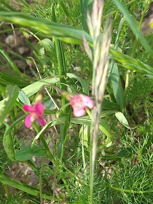 photo of Grass Vetchling