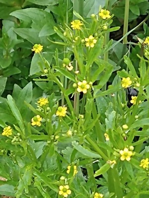photo of Celery Leaved Buttercup