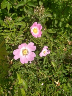 photo of Sweet Briar