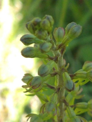 photo of Common Twayblade