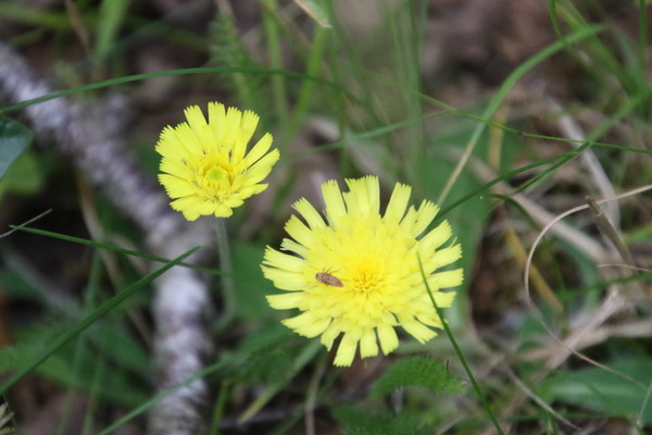 photo of Mouse Ear Hawkweed
