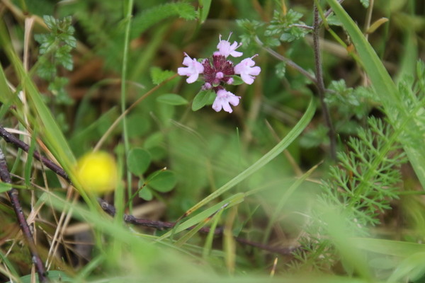 photo of Wild Thyme