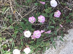 photo of Field Bindweed