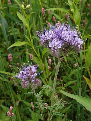photo of Phacelia