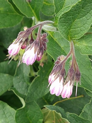 photo of Common Comfrey