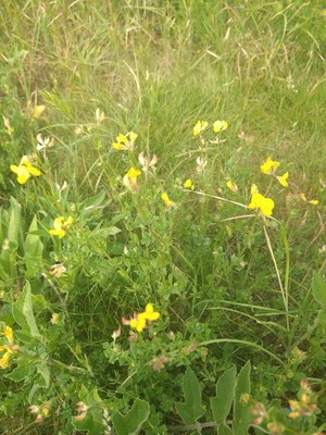 photo of Bird's Foot Trefoil