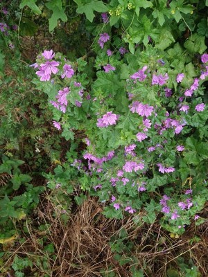 photo of Common Mallow