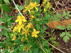 photo of Perforate St. John's Wort
