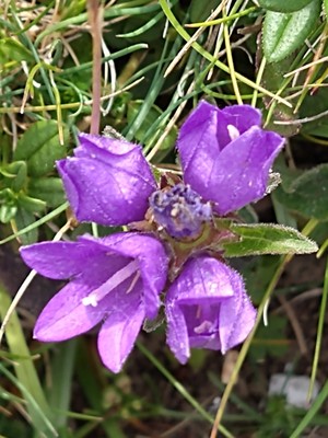 photo of Clustered Bellfower