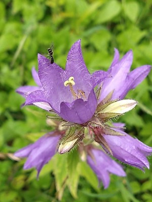 photo of Nettle Leaved Bellflower