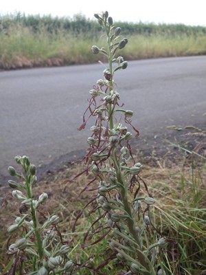 photo of Lizard Orchid