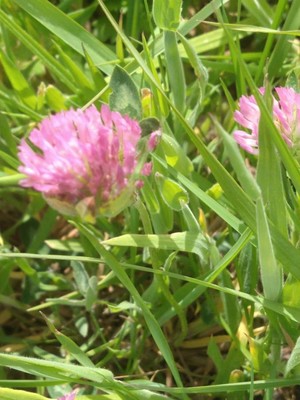 photo of Red Clover