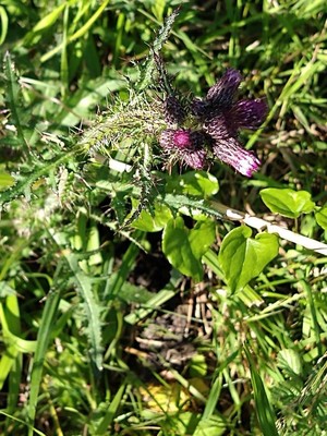 photo of Marsh Thistle