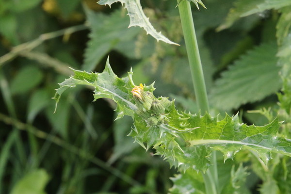 photo of Prickly Sow Thistle