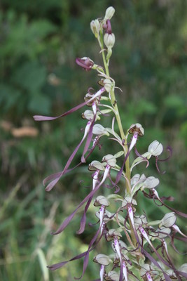 photo of Lizard Orchid