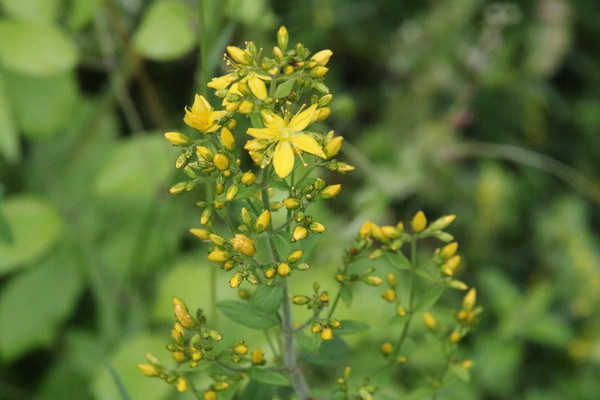 photo of Hairy St John's Wort