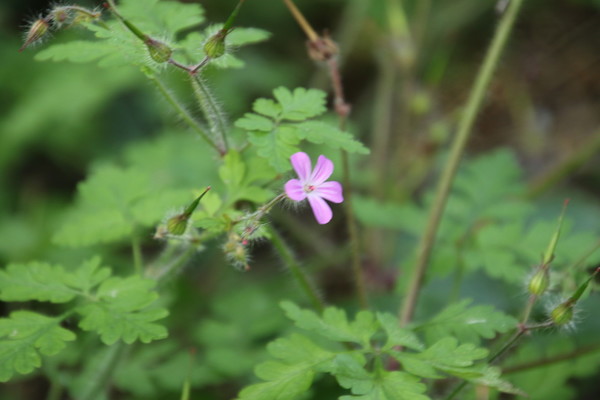 photo of Herb Robert