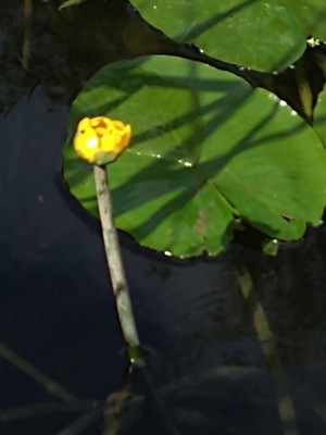 photo of Yellow Water Lily