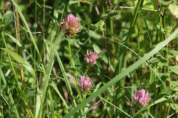 photo of Red Clover