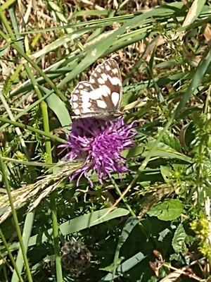 photo of Greater Knapweed