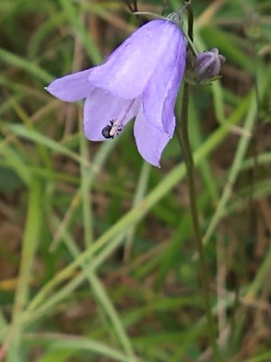 photo of Harebell