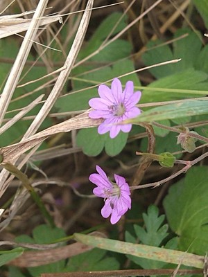 photo of Dove's Foot Crane's Bill