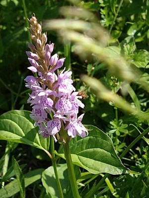 photo of Common Spotted Orchid