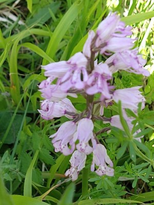 photo of Military Orchid