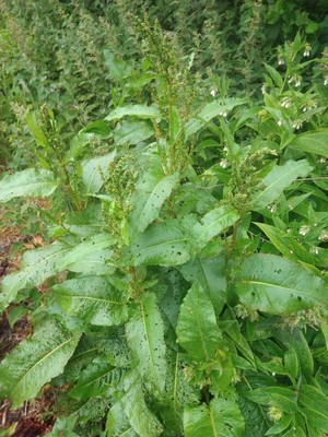 photo of Broad Leaved Dock