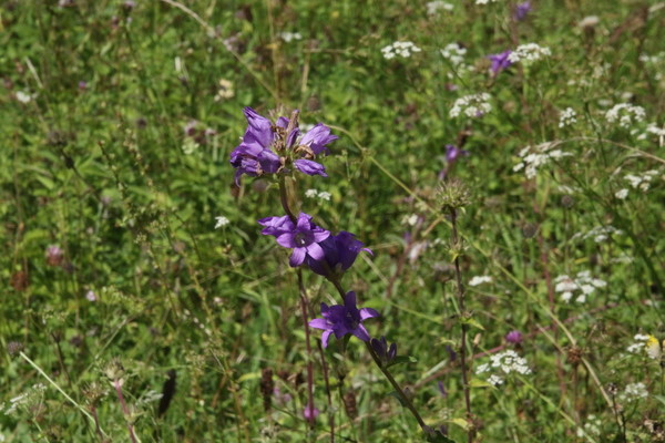 photo of Clustered Bellfower