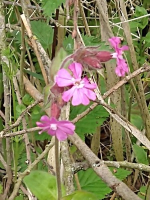 photo of Red Campion
