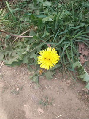 photo of Dandelion