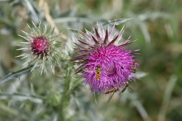 photo of Nodding Or Musk Thistle