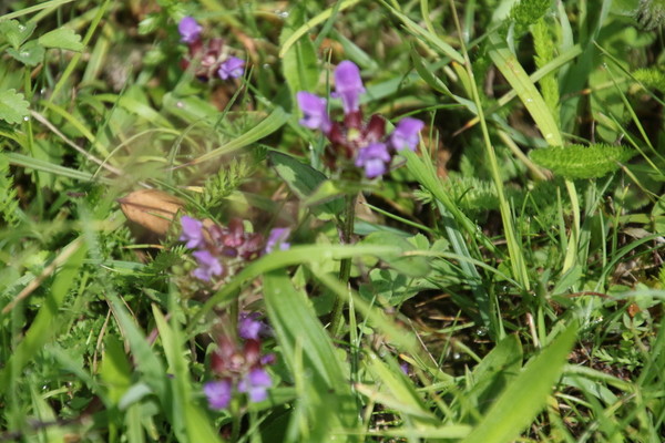 photo of Selfheal