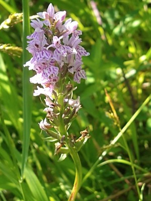 photo of Common Spotted Orchid