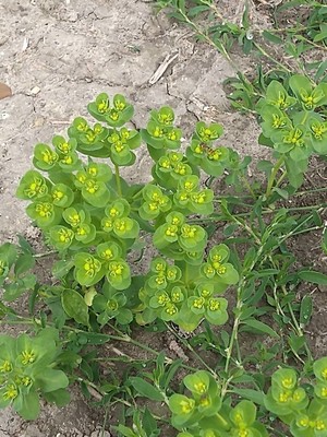 photo of Sun Spurge