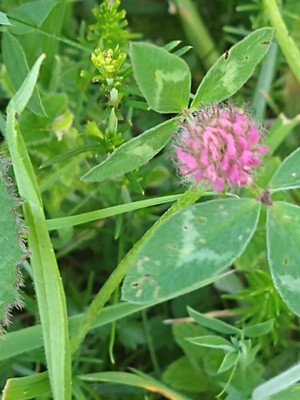 photo of Red Clover