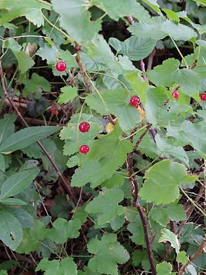 photo of Red Currant