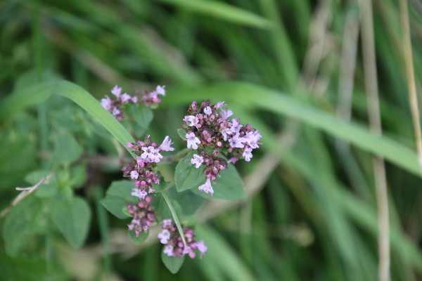 photo of Wild Marjoram