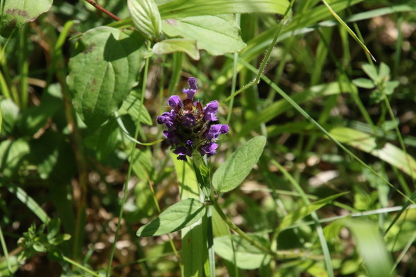 photo of Selfheal