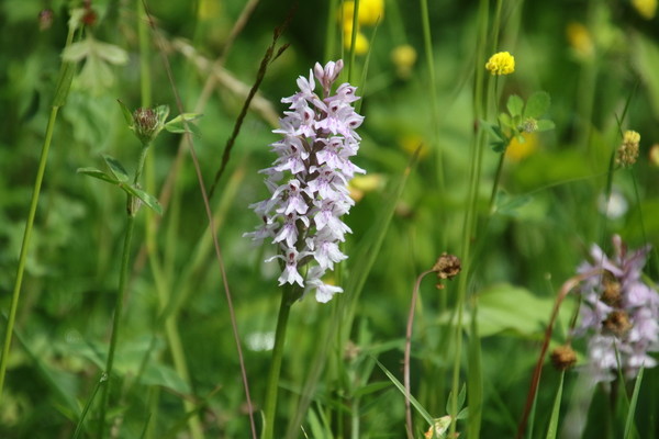 photo of Common Spotted Orchid