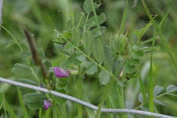 photo of Common Vetch