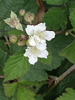 photo of Dewberry