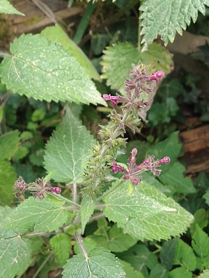 photo of Hedge Woundwort