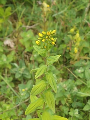 photo of Hairy St John's Wort