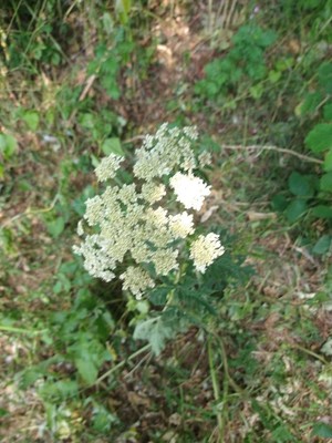 photo of Hogweed