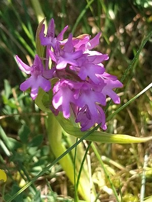 photo of Pyramidal Orchid